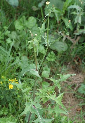 Beutal (Doubs), 10 ao�t 2006