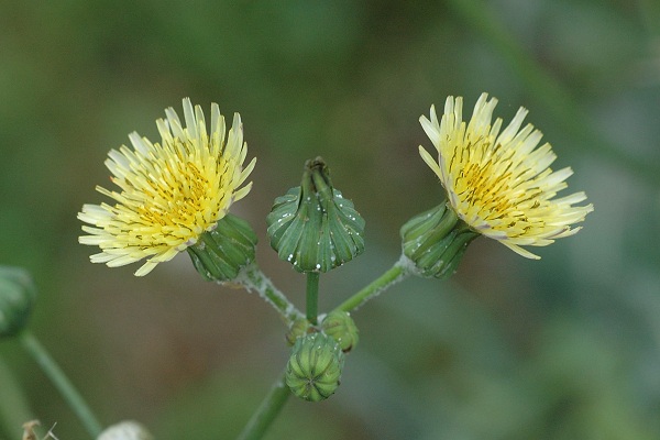 Beutal (Doubs), 10 ao�t 2006