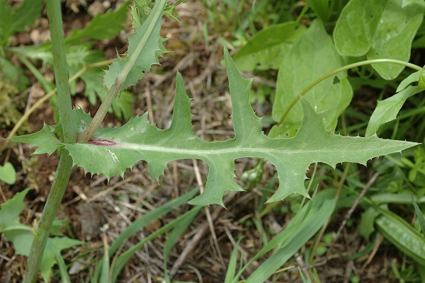 Bart (Doubs), 8 ao�t 2010