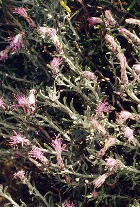 Ile Saint-Martin (Aude), 13 juillet 1995