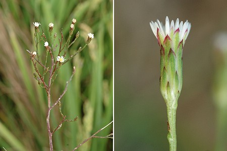 Arles (Bouches-du-Rhône), 3 septembre 2008
