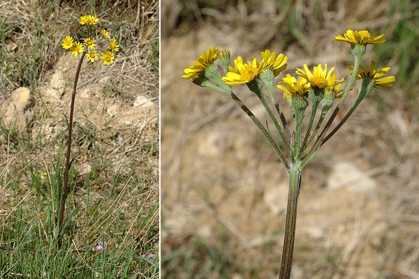 Frasne (Doubs), 25 mai 2009
