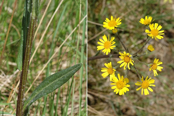 Frasne (Doubs), 25 mai 2009