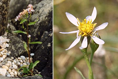 Fanad Peninsula (Irlande), 9 août 1992 / Saint-Aubin (Seine-Maritime), 23 mai 2004