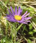 Aster des Alpes