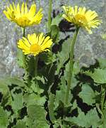 Doronic � grandes fleurs