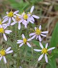 Aster à feuilles de sedum