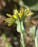 Scorsonère laciniée