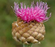 Rhapontique des Alpes