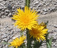 Scolyme à grandes fleurs