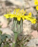 Scorsonère d'Autriche