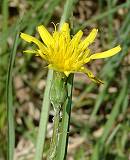 Scorsonère des prés