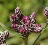 Serratule � gros capitules