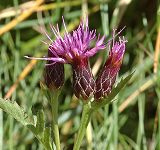 Serratule des teinturiers