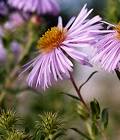 Aster de la Nouvelle-Angleterre
