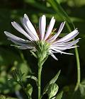 Aster de la Nouvelle-Belgique