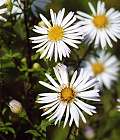 Aster à feuilles de saule