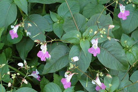 Bernay (Charente-Maritime), 17 juillet 2007