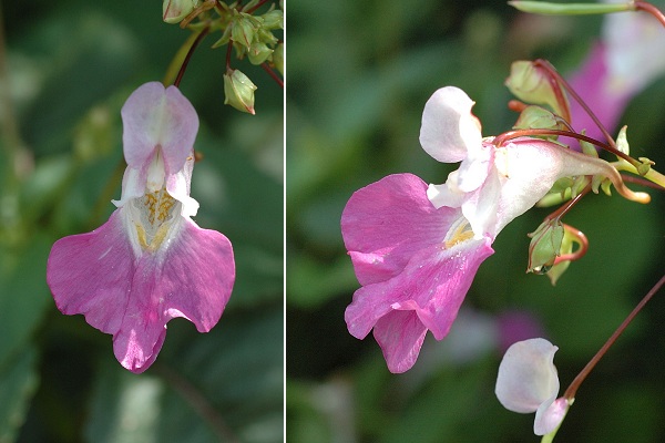 Bernay (Charente-Maritime), 17 juillet 2007