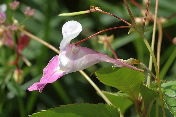 Saint-Mmartin-de-la-Cluze, P�quier (38), 24 juillet 2011