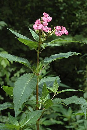 Lougres (Doubs), 23 juillet 2005
