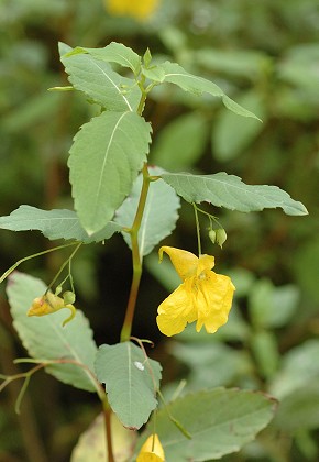 Saulnot (Haute-Sa�ne), 10 ao�t 2006