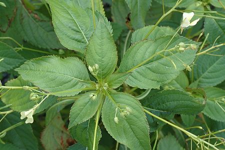 Colombier-Fontaine (Doubs), 21 juillet 2005
