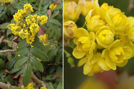 Montenois (Doubs), 20 avril 2008