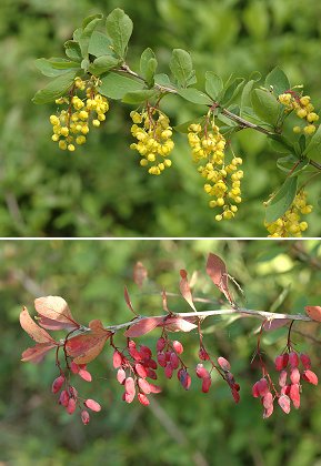 Saulnot (Haute-Sane), 13 mai 2006 / 9 septembre 2006