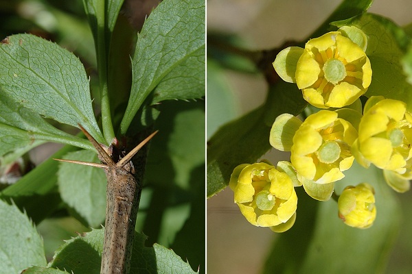 Pont-de-Roide (Doubs), 11 mai 2005