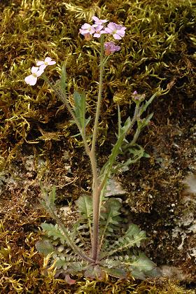 Hyemondans (Doubs), 16 mars 2005