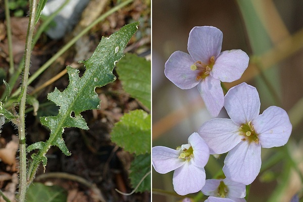 Pont-de-Roide, Les Roches (Doubs), 5 juin 2006