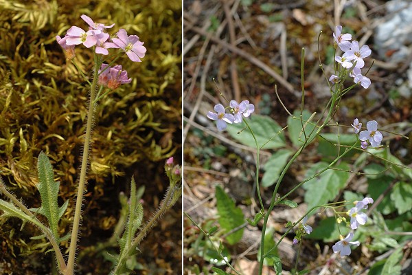 Hyemondans (Doubs),  16 mars 2007 / Pont-de-Roide, Les Roches (Doubs), 5 juin 2006