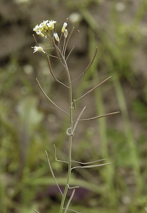 Montenois (Doubs), 6 avril 2005