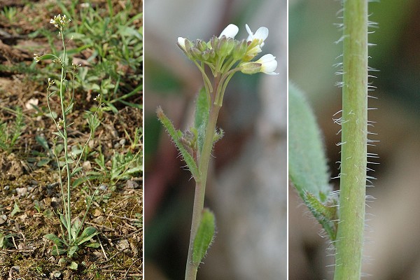 Montenois (Doubs), 6 avril 2005 / Saulnot (Haute-Sa�ne), 2 avril 2006