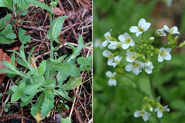Larmont (Doubs), 15 mai 2005