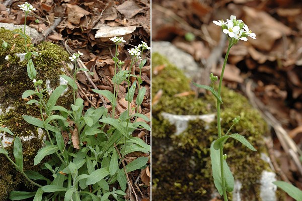 Sainte-Beaume (Var), 27 avril 2006