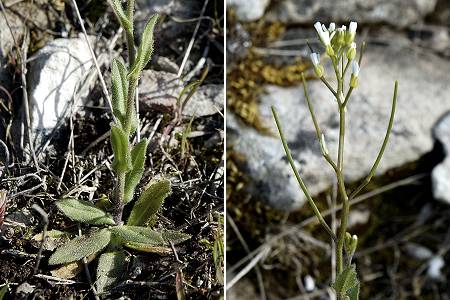 Col Sainte-Anne (Bouches-du-Rh�ne), 21 avril 2005
