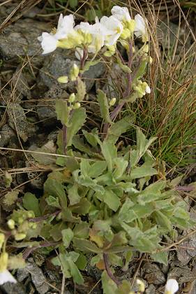 Massif central, 28 avril 2004