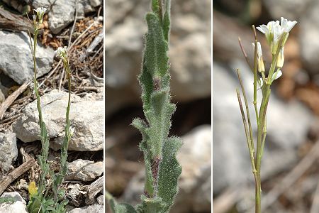 Plan d'Aups (Var), 27 avril 2006