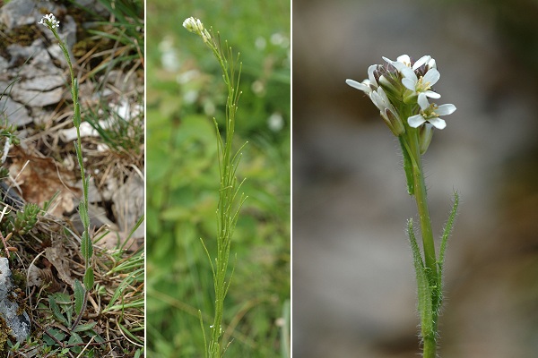 Pont-de-Roide, Les Roches (Doubs), 5 juin 2006
