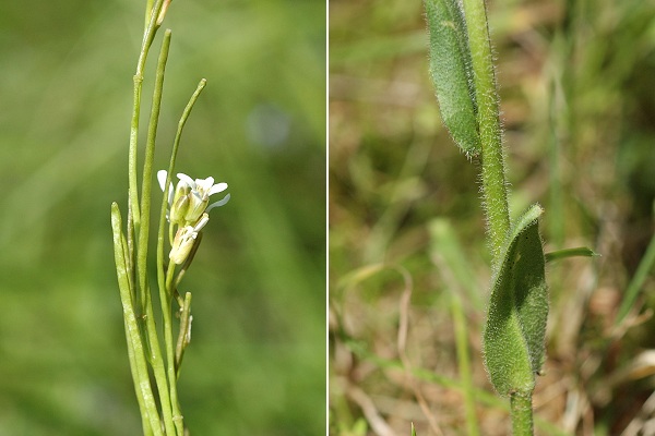 Aibre (Doubs), 24 mai 2006