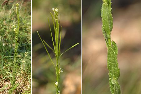Les Pradels, Cavalaire (Var), 29 avril 2006