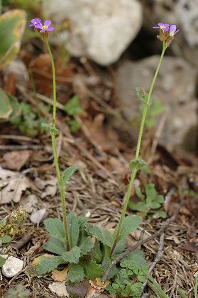 Sainte-Beaume (Var), 27 avril 2006