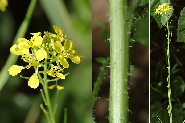 Lougres (Doubs), 23 juillet 2005