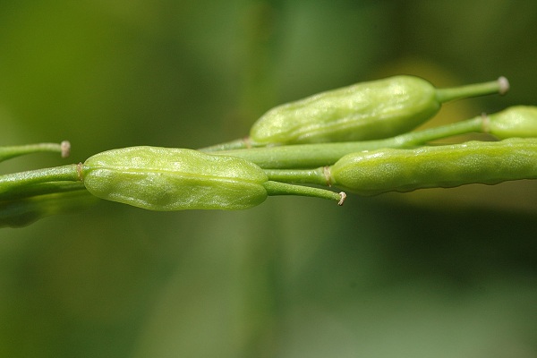 La Pr�ti�re (Doubs), 1 septembre 2009