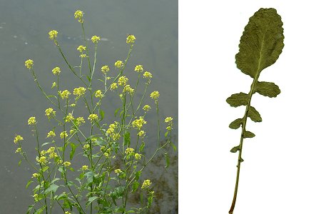 Lougres (Doubs), 23 juillet 2005