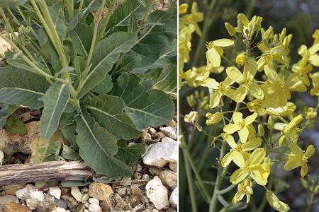 Port l'Ailly (Seine-Maritime), 23 mai 2004