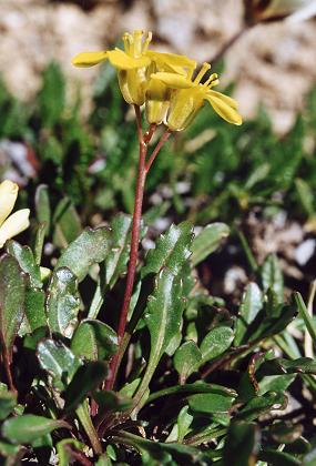 Izoard (Hautes-Alpes), 11 juillet 2001
