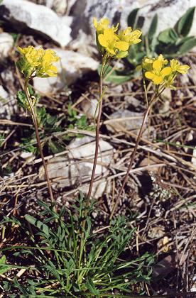 Sainte-Victoire (Bouches-du-Rh�ne), 8 mai 2000